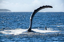 Humpback whale (Megaptera novaeangliae) lying on its side while executing a series of pectoral fin slaps on ocean surface. Vava&#39;u, Tonga, South Pacific.
