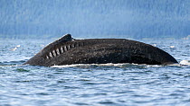 Humpback whales (Megaptera novaeangliae) engaged in bubble net feeding. Alaska, USA, July.