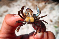 Sacculina barnacle infested crab, Tonga, Pacific Ocean.