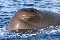 Sperm whale (Physeter macrocephalus) nostril. This species have a single blowhole on the left side of their heads. The other nostril has been modified into an internal organ called the phonic lip that...