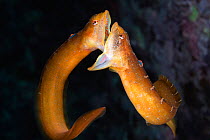 Two male Zoarchias major eelpouts (Zoarchias major) engaged in a mouth-to-mouth confrontation. Yamaguchi Prefecture, Japan, Pacific Ocean.