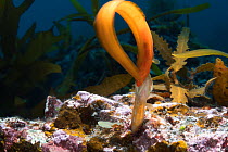 Zoarchias major eelpouts. (Zoarchias major) The orange individual is female, the one in the hole is male. The female has approached the male, curled around him, attempting to dislodge the male from th...