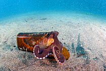 Veined octopus (Amphioctopus marginatus) using a broken bottle as a portable shelter. Lembeh Strait, North Sulawesi.