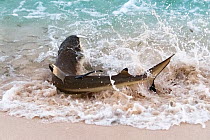 Blacktip reef shark (Carcharhinus melanopterus) beaching itself to catch sardines. Tonga South Pacific.