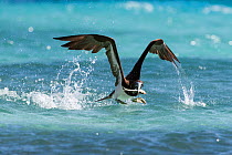 Brown booby (Sula leucogaster) taking off from the ocean surface after catching a sardine, with the fish still struggling in the bird's beak. Vava&#39;u, Tonga, South Pacific Ocean.