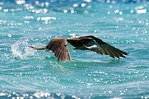 Brown booby (Sula leucogaster) taking off from the ocean surface after catching a sardine, with the fish still struggling in the bird's beak. Vava&#39;u, Tonga, South Pacific Ocean.