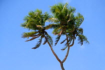 Coconut tree (Cocos nucifera) with three crowns, Tongatapu Island, Kingdom of Tonga