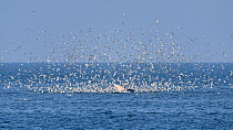 Eden's whale (Balaenoptera edeni) side lunging surrounded by terns, a behaviour which has become prevalent. since 2017. Gulf of Thailand.