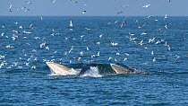 Eden's whale (Balaenoptera edeni) female engaged in lunge-feeding behavior with her calf. The mother is on the left side of the image. Gulf of Thailand.