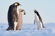 Adelie penguin (Pygoscelis adeliae) aggressive interaction with Emperor penguin (Aptenodytes forsteri) and chick, Atka Bay, Queen Maud Land, Antarctica.