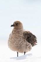 South polar skuas (Stercorarius maccormicki) Atka Bay, Queen Maud Land, Antarctica.