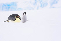 Emperor penguin (Aptenodytes forsteri) adult toboganning next to chick, Atka Bay, Queen Maud Land, Antarctica. October.