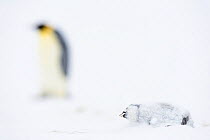Emperor penguin (Aptenodytes forsteri) dead chick, with adult in the background, Atka Bay, Queen Maud Land, Antarctica. October.