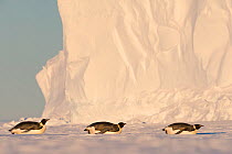 Emperor penguin (Aptenodytes forsteri) three adults toboganning, Atka Bay, Queen Maud Land, Antarctica. October.