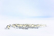 Emperor penguin (Aptenodytes forsteri) colony with chicks, with drifting snow, Atka Bay, Queen Maud Land, Antarctica. October.