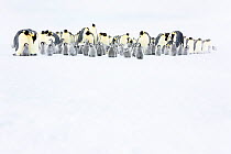 Emperor penguin (Aptenodytes forsteri) colony with chicks, Atka Bay, Queen Maud Land, Antarctica. October.