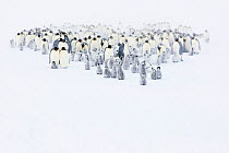 Emperor penguin (Aptenodytes forsteri) colony with chicks, Atka Bay, Queen Maud Land, Antarctica. October.