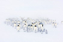 Emperor penguin (Aptenodytes forsteri) colony in snow, Atka Bay, Queen Maud Land, Antarctica. October.