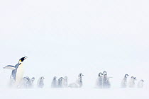 Emperor penguin (Aptenodytes forsteri) with creche of chicks, Atka Bay, Queen Maud Land, Antarctica. October.