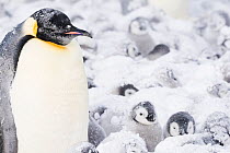 Emperor penguin (Aptenodytes forsteri) Atka Bay, Queen Maud Land, Antarctica. October.