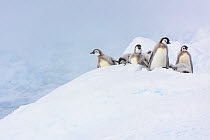 Emperor penguin (Aptenodytes forsteri) chicks, Atka Bay, Queen Maud Land, Antarctica.