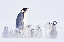 Emperor penguin (Aptenodytes forsteri) with many chicks in cold, Atka Bay, Queen Maud Land, Antarctica. October.