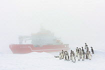 Emperor penguins (Aptenodytes forsteri) near boat in bad weather, Atka Bay, Queen Maud Land, Antarctica.