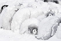 Emperor penguin (Aptenodytes forsteri) chicks huddling in bad weather to keep warm. Atka Bay, Queen Maud Land, Antarctica. October.
