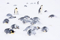 Emperor penguins (Aptenodytes forsteri) group lying down, Atka Bay, Queen Maud Land, Antarctica. October.