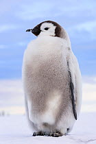 Emperor penguin (Aptenodytes forsteri) chick, between 18-20 weeks, Atka Bay, Queen Maud Land, Antarctica.