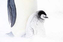 Emperor penguin (Aptenodytes forsteri) chick next to parent in snow, Atka Bay, Queen Maud Land, Antarctica. October.