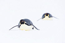 Emperor penguin (Aptenodytes forsteri) two toboganning, Atka Bay, Queen Maud Land, Antarctica. October.