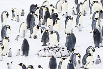Emperor penguin (Aptenodytes forsteri) colony with with huddled chicks, Atka Bay, Queen Maud Land, Antarctica. October.
