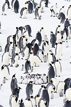 Emperor penguin (Aptenodytes forsteri) colony with with creche of huddling chicks, Atka Bay, Queen Maud Land, Antarctica. October.