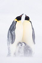 Emperor penguin (Aptenodytes forsteri) two adults with chicks, Atka Bay, Queen Maud Land, Antarctica. October.