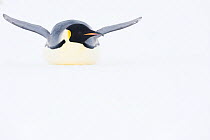 Emperor penguin (Aptenodytes forsteri) toboganning, Atka Bay, Queen Maud Land, Antarctica. October.