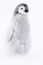 Emperor penguin (Aptenodytes forsteri) chick insnow, Atka Bay, Queen Maud Land, Antarctica. October.