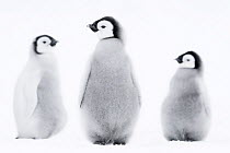 Emperor penguin (Aptenodytes forsteri) three chicks, Atka Bay, Queen Maud Land, Antarctica. October.