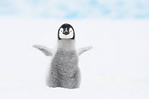 Emperor penguin (Aptenodytes forsteri) Atka Bay, Queen Maud Land, Antarctica. October.