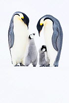 Emperor penguin (Aptenodytes forsteri) two adults with chicks,Atka Bay, Queen Maud Land, Antarctica. October.