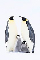 Emperor penguin (Aptenodytes forsteri) two adults with chicks, age 9-12 weeks, Atka Bay, Queen Maud Land, Antarctica. October.
