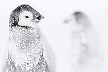 Emperor penguin (Aptenodytes forsteri) chicks in snow, Atka Bay, Queen Maud Land, Antarctica. October.