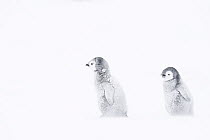 Emperor penguin (Aptenodytes forsteri) two chicks in snow, Atka Bay, Queen Maud Land, Antarctica. October.