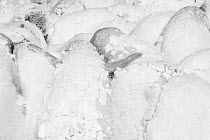 Emperor penguin (Aptenodytes forsteri) chicks huddling together for warmth, covered in snow, Atka Bay, Queen Maud Land, Antarctica. October.