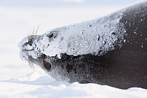 Weddell seal (Leptonychotes weddellii) resting hauled out, Atka Bay, Queen Maud Land, Antarctica. October.