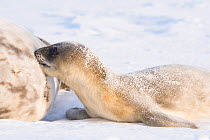 Weddell seal (Leptonychotes weddellii) pup suckling, Atka Bay, Queen Maud Land, Antarctica. October.