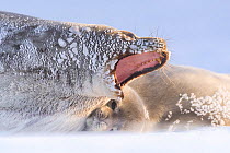 Weddell seal (Leptonychotes weddellii) yawning female hauled out with pup, Atka Bay, Queen Maud Land, Antarctica. October.