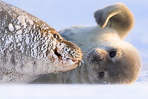 Weddell seal (Leptonychotes weddellii) female hauled out with pup, Atka Bay, Queen Maud Land, Antarctica. October.