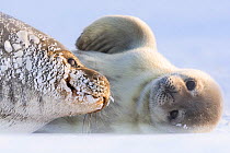 Weddell seal (Leptonychotes weddellii) female hauled out with pup, Atka Bay, Queen Maud Land, Antarctica. October.