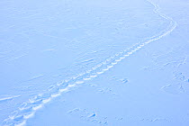 Emperor penguin (Aptenodytes forsteri) tracks in snow, Atka Bay, Queen Maud Land, Antarctica. October.